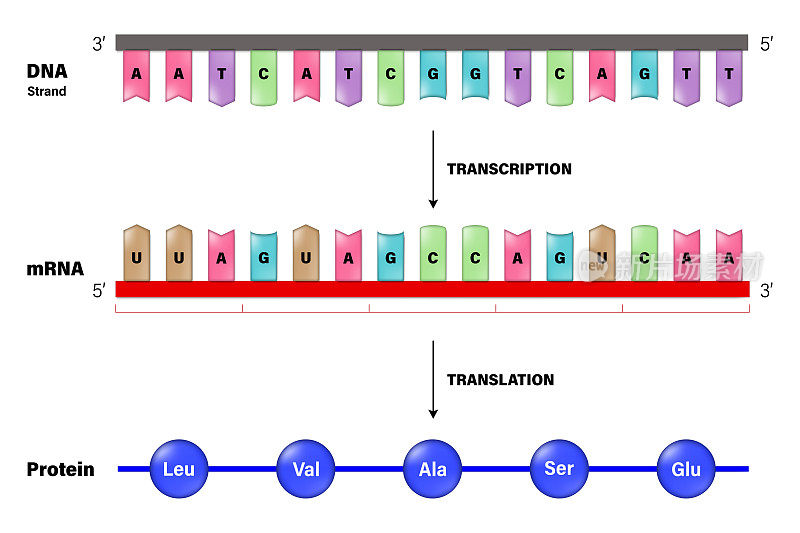 转录和翻译。将一段DNA复制成RNA的过程。在蛋白质合成过程中，将信使RNA (mRNA)分子的序列转换成氨基酸序列的过程。